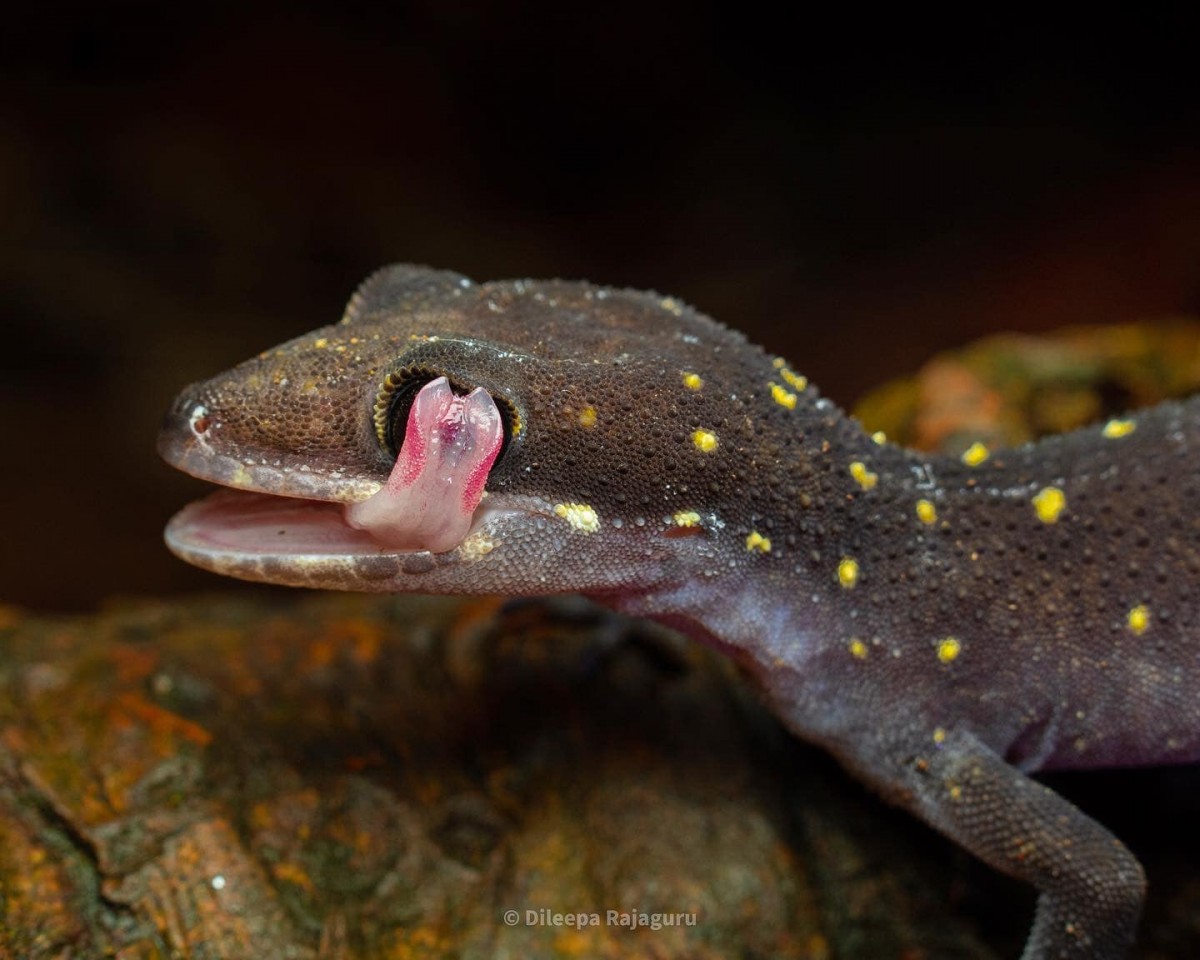 Cyrtodactylus